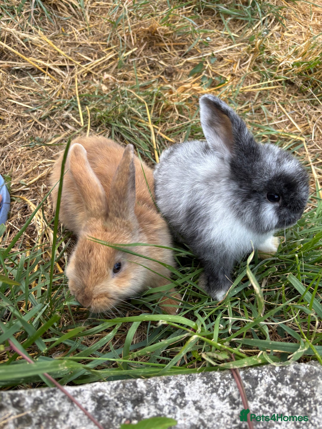 Mini Lop rabbits for sale: Mini Lop Boys(13w), Doug&Derek need a forever home - Image 1