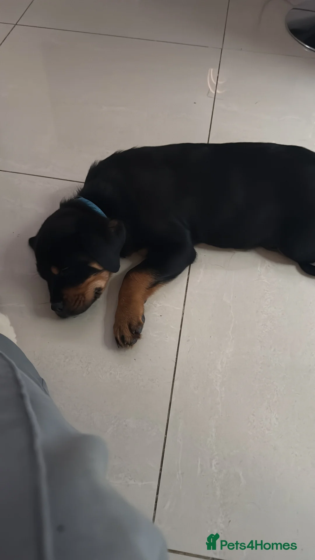 Rottweiler dogs for sale: 8 month pup for sale - Advert 2