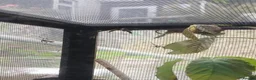 Stick Insects invertebrates for sale: Giant Prickly Stick Insects in Looe - Advert 2
