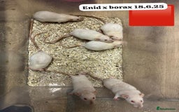 Rat rodents for sale: Baby and young rats ready now. Sheffield - Image 10