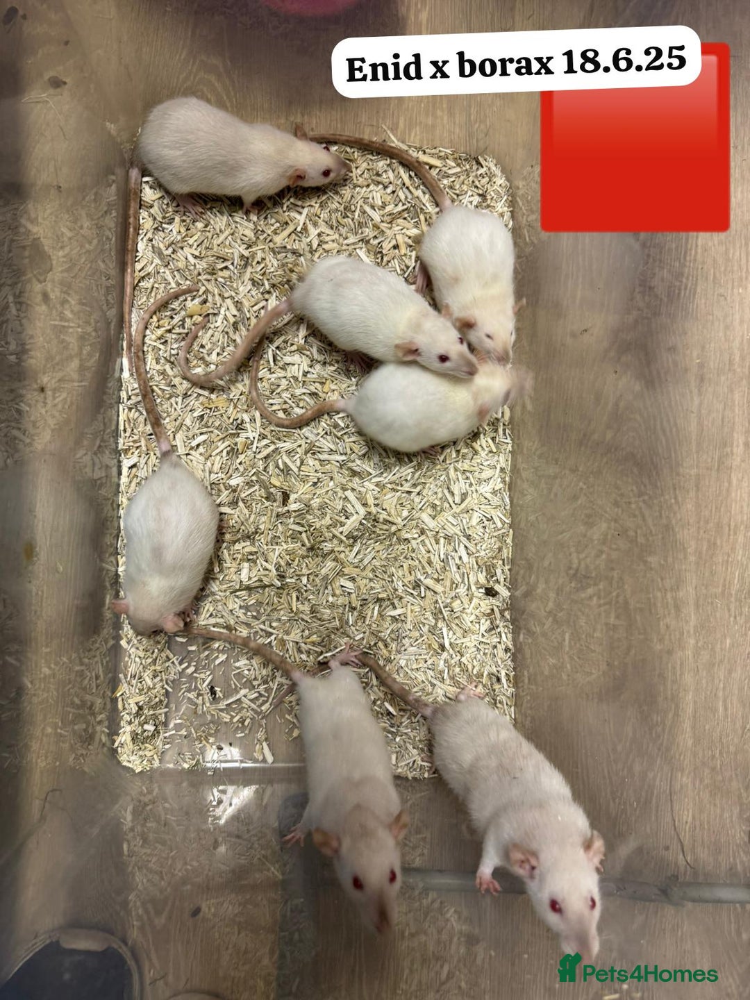 Rat rodents for sale: Baby and young rats ready now. Sheffield - Image 10