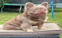 French Bulldog dogs for sale: 5 AMAZING QUAILITY FRENCE BULLDOG PUPS  - Advert 6