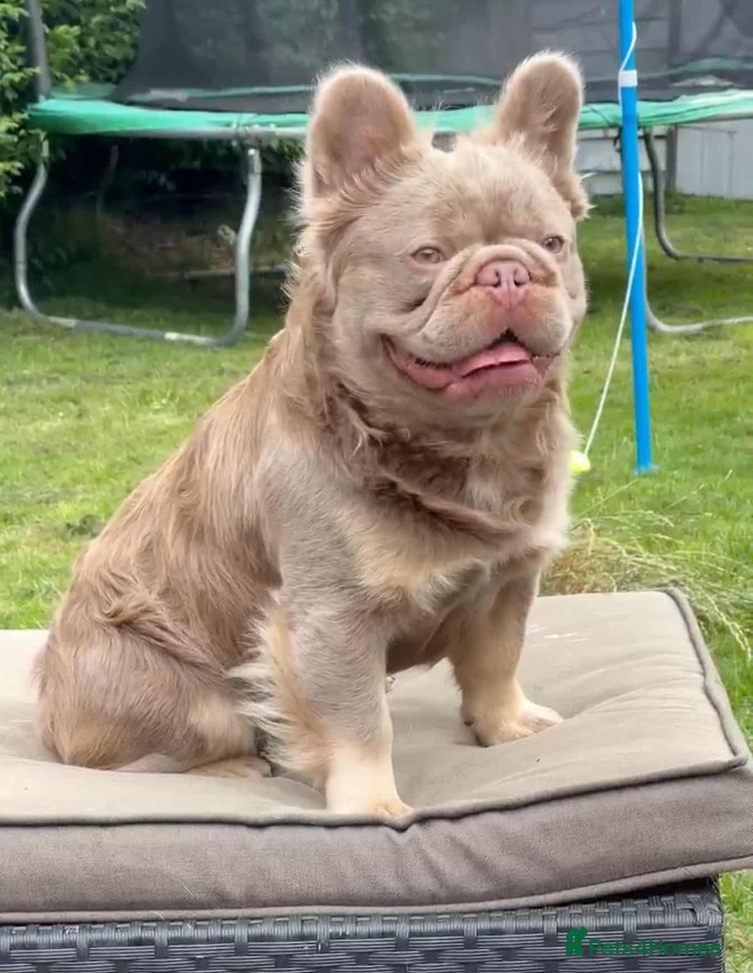 French Bulldog dogs for sale: 5 AMAZING QUAILITY FRENCE BULLDOG PUPS  - Advert 6