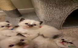 Ragdoll cats for sale: 6 ragdoll kittens  - Image 25