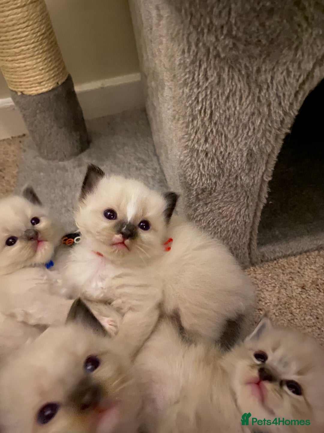 Ragdoll cats for sale: 6 ragdoll kittens  - Image 25
