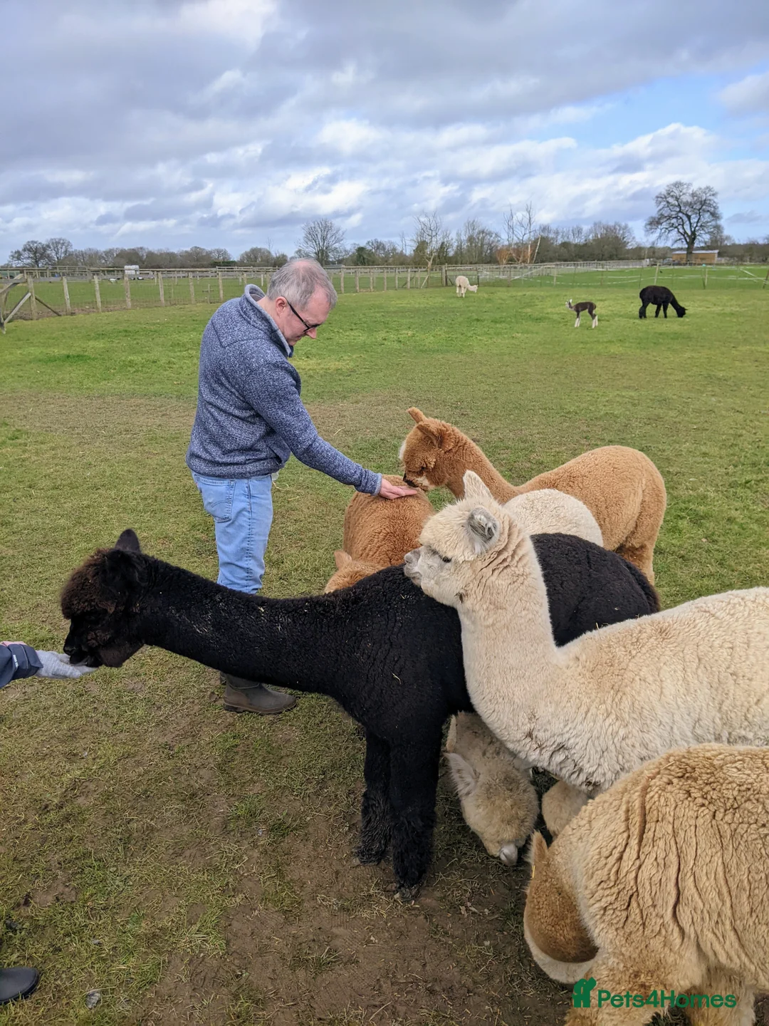 Alpaca livestock for sale: Male Alpacas in Wolverhampton - Advert 2