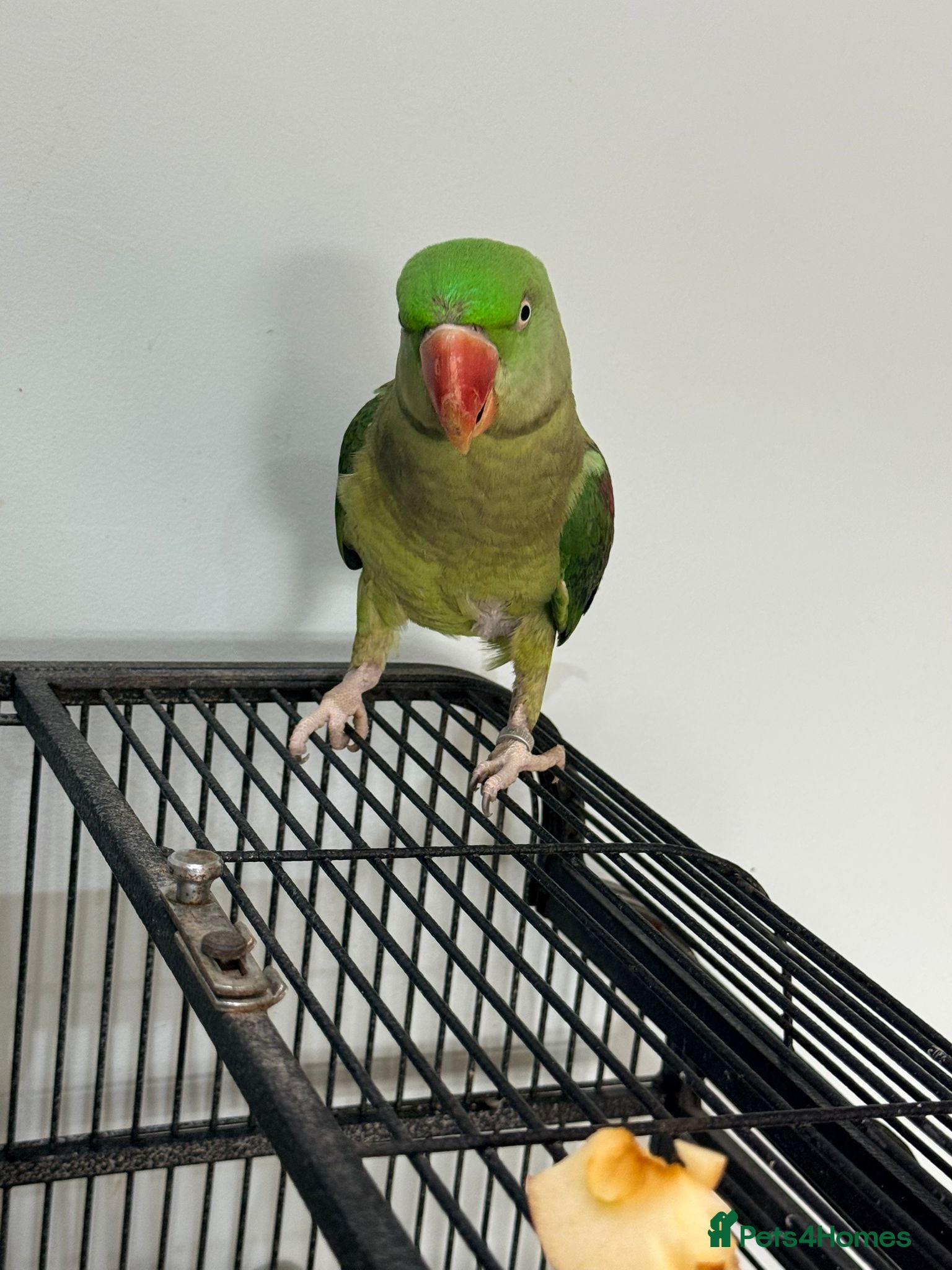 Parrots birds Alexandrine parrot - Advert 2