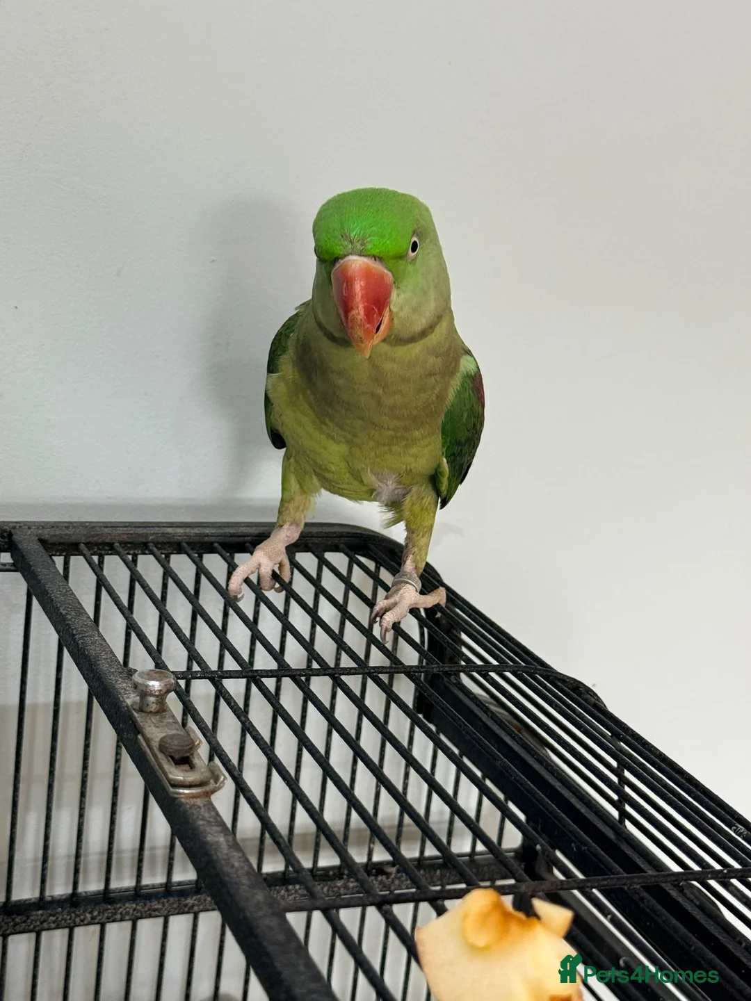 Parrots birds for sale: Alexandrine parrot - Advert 2