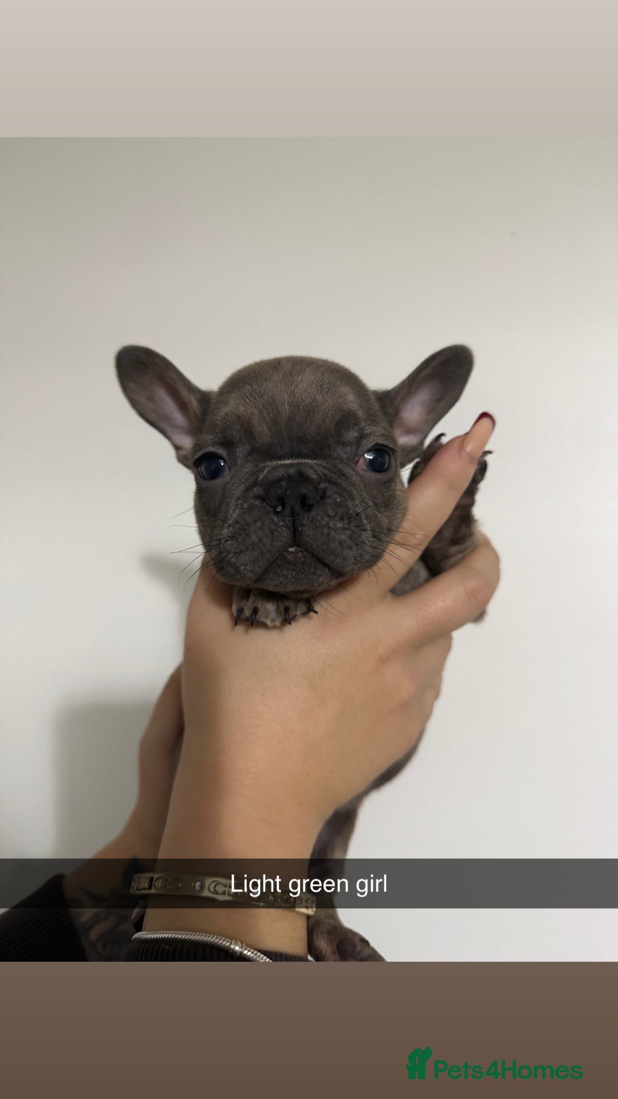 French Bulldog dogs Quality french bulldogs for sale - Advert 8