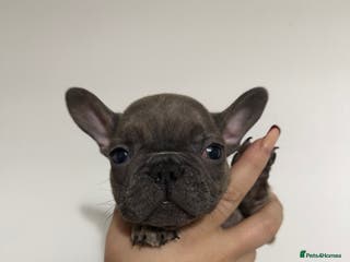 French Bulldog dogs Quality french bulldogs for sale - Advert 2