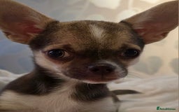 Chihuahua dogs for sale: BOY  Ready To Go✔️ in Basildon - Image 9