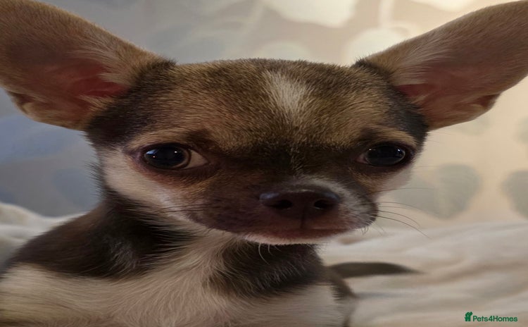Chihuahua dogs in Basildon - Advert 16