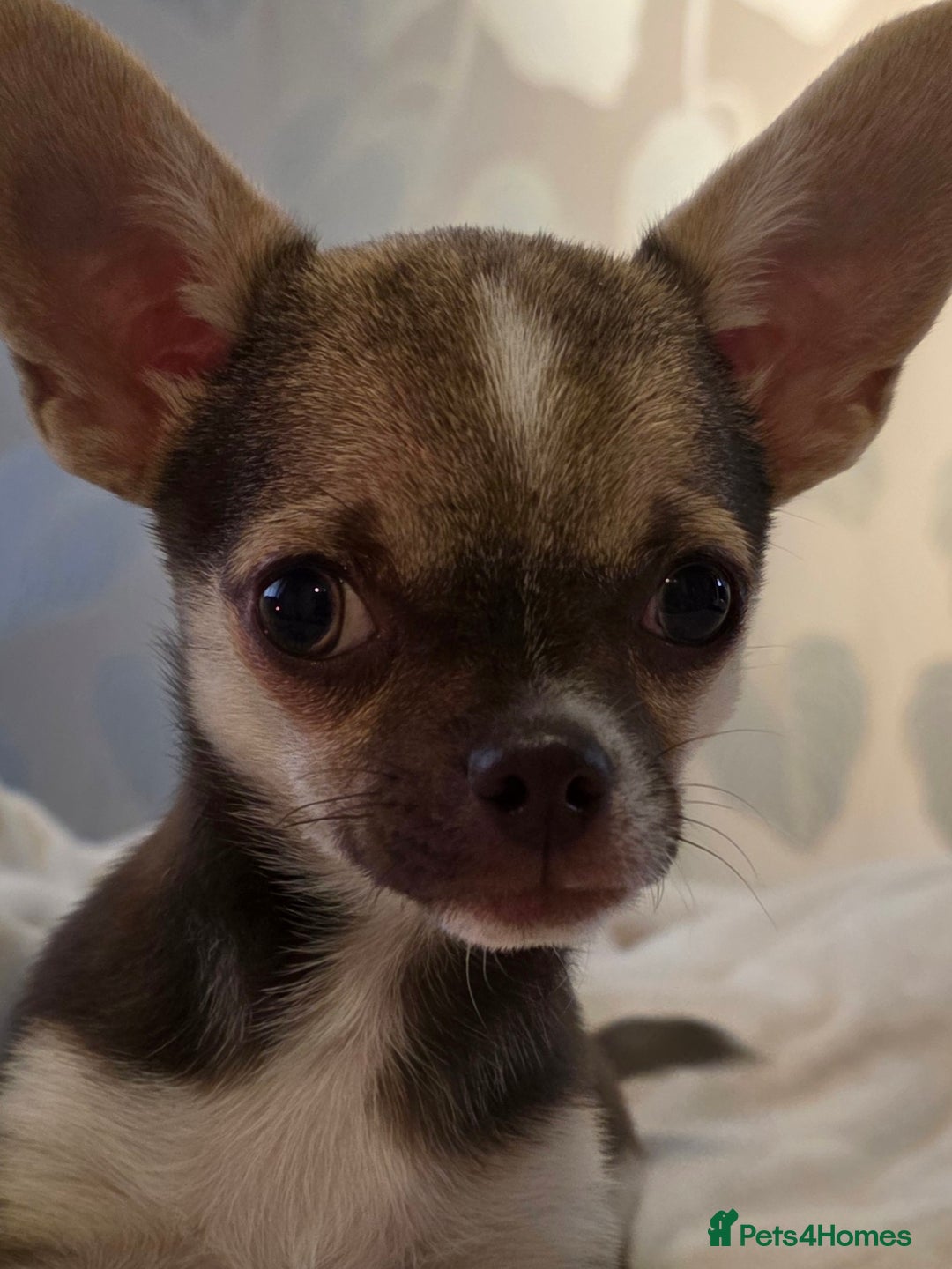 Chihuahua dogs for sale: BOY  Ready To Go✔️ in Basildon - Image 9