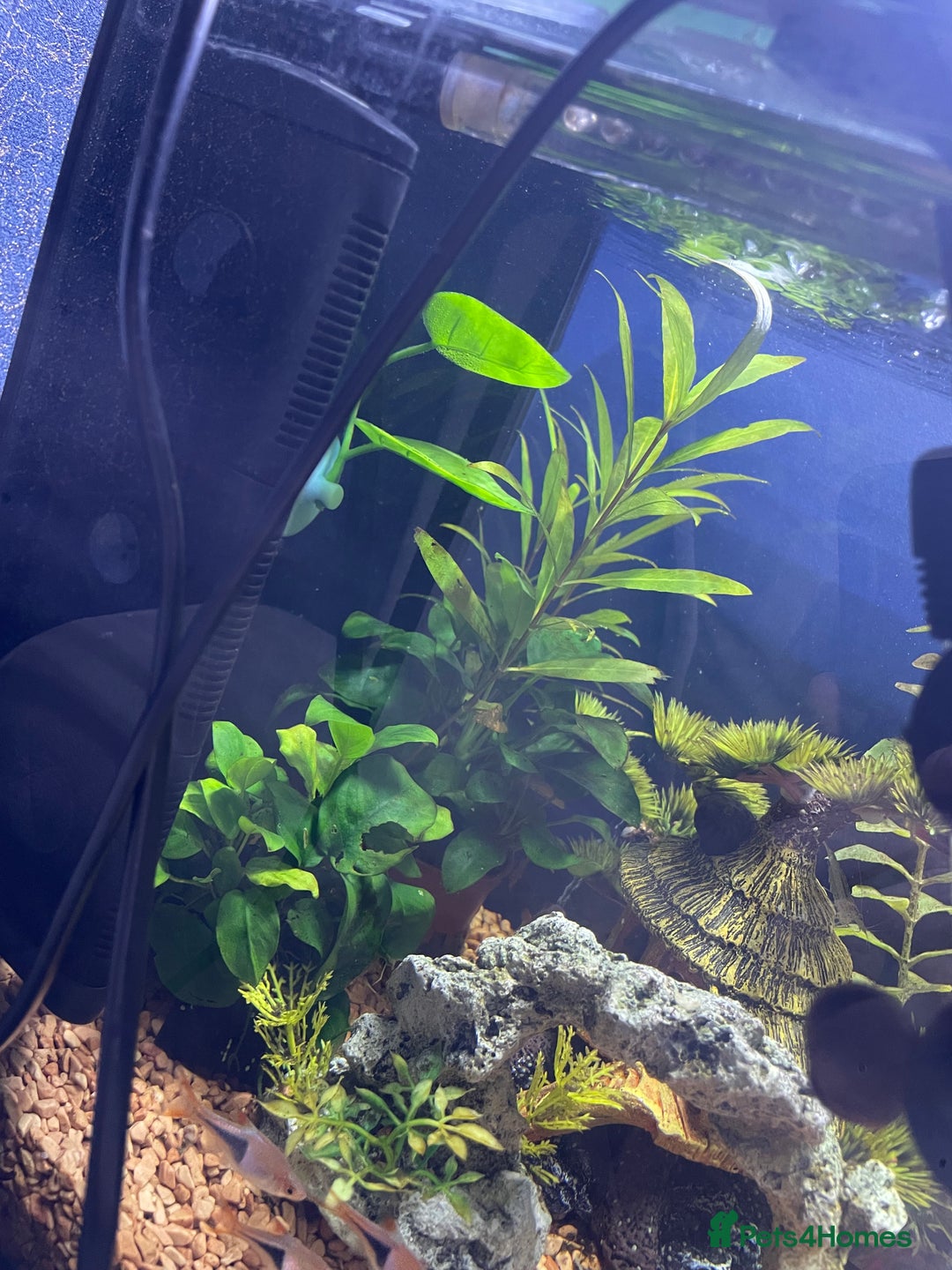 Other/Mixed Breed fish for sale: Tropical 22L Tank - Fish, Heater & Filter Included - Image 7