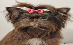 Yorkshire Terrier dogs for sale: Outstanding RARE Yorkshire terrier Chocolate - Image 22