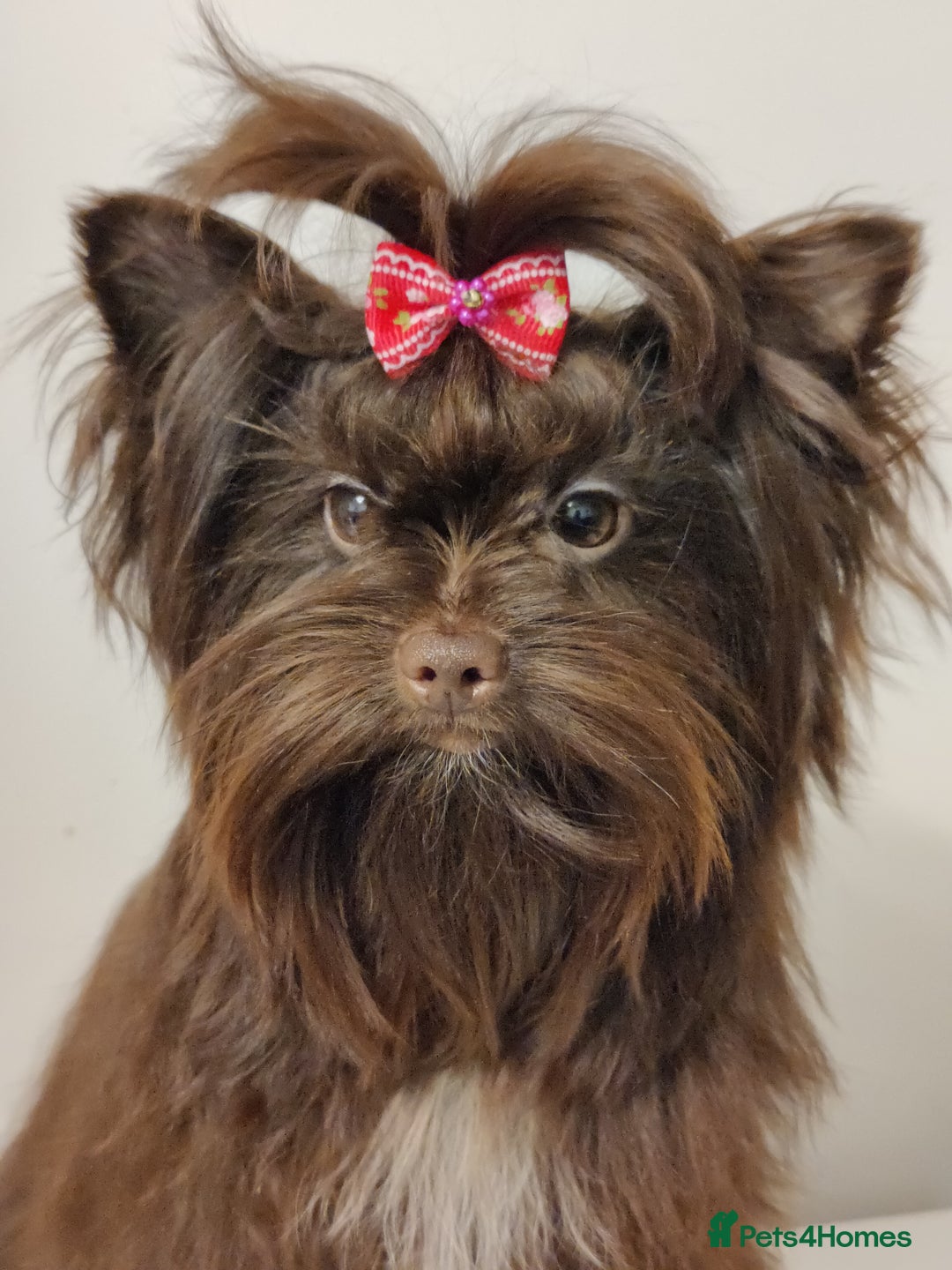 Yorkshire Terrier dogs for sale: Outstanding RARE Yorkshire terrier Chocolate - Image 22
