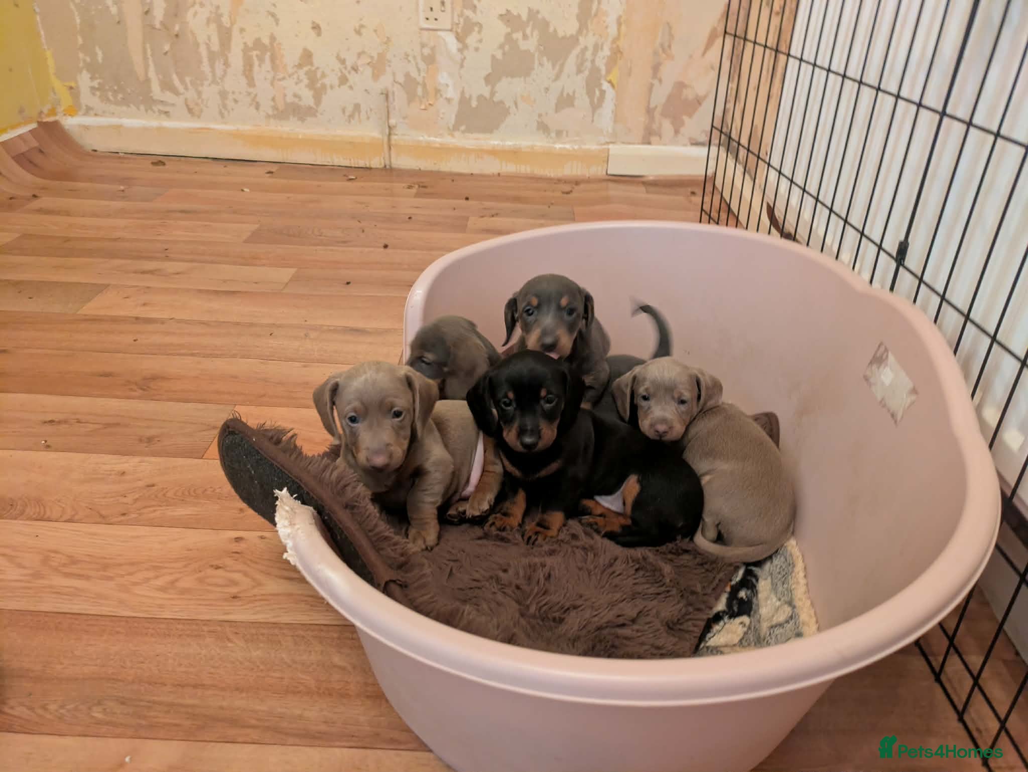 Miniature Dachshund dogs Miniature Dachshund Puppies - Advert 4