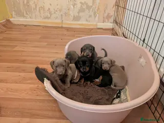 Miniature Dachshund dogs Miniature Dachshund Puppies - Advert 3