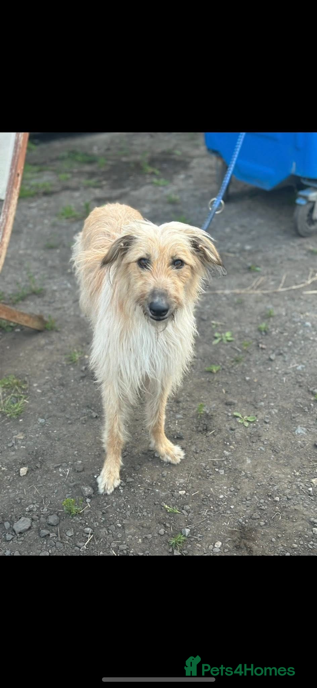 Lurcher dogs for sale: 1 boy still available  - Advert 4