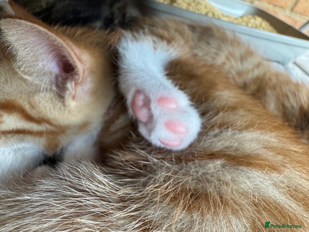 Mixed Breed cats for sale: Cute Kittens for Sale - Ginger, Grey and Black - Image 18