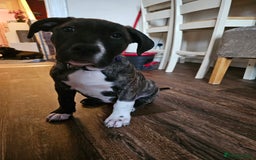 Presa Canario dogs for sale: Presa canario female puppy  - Image 3