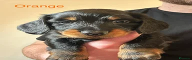 Black & Tan Miniature Dachshund Orange collar