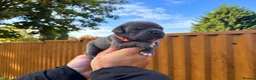 Staffordshire Bull Terrier dogs for sale: SOLID BLUE TEDDY BEARS 🧸  - Advert 6