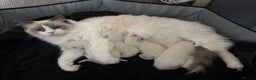 Ragdoll cats for sale: Cuddle-Ready Pedigree Ragdoll Kittens  - Advert 1