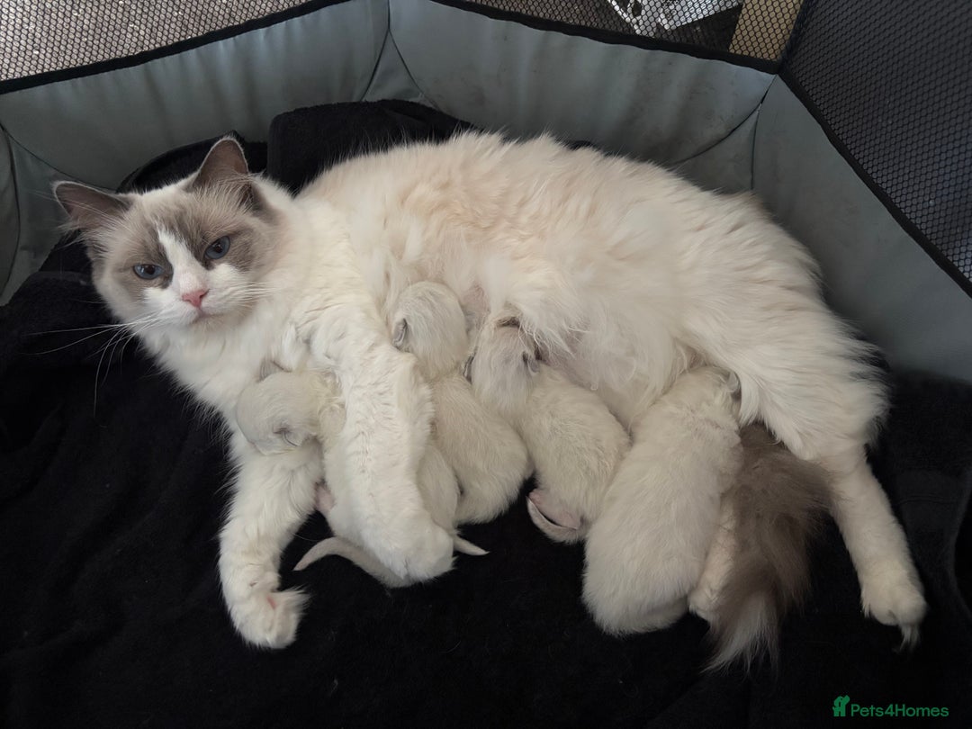 Ragdoll cats for sale: Cuddle-Ready Pedigree Ragdoll Kittens  - Advert 1