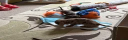 Dachshund dogs for sale: Smooth Dachshund Pups - Dapple & Brown/Tan - Devon - Advert 7