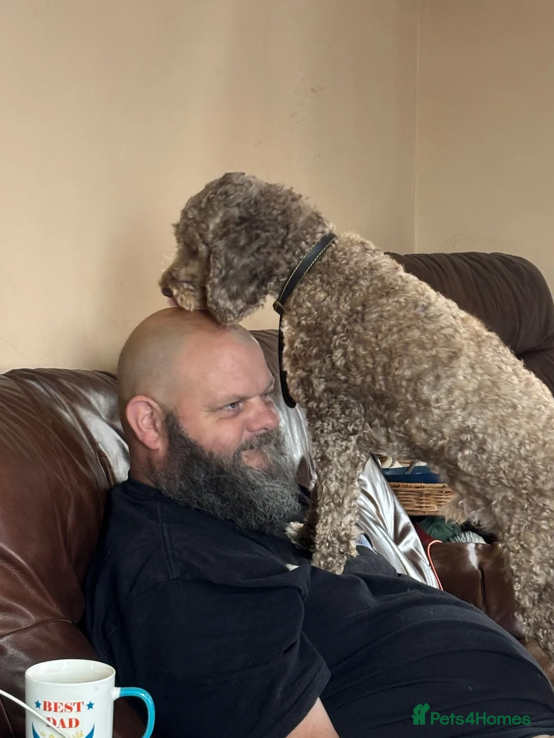 Cockapoo dogs for sale: 5yp male cockapoo called Tony - Advert 2