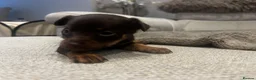 Russian Toy Terrier dogs for sale: RUSSIAN TOY TERRIERS  - Advert 17