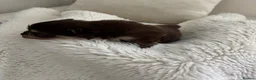 Pomeranian dogs for sale:  STUNNING POMERANIAN - Advert 5
