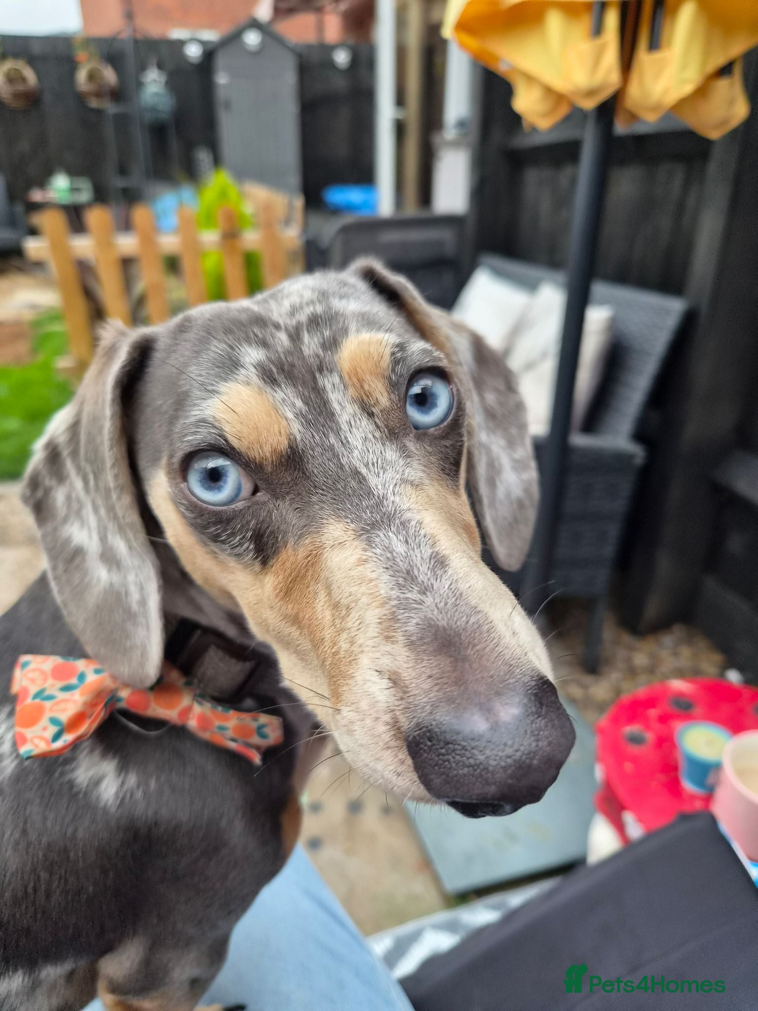 Dachshund dogs Sausage for stud! - Advert 2