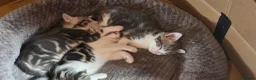 Mixed Breed cats for sale: Kittens ready for their forever home  - Advert 15