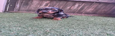 Dachshund 1