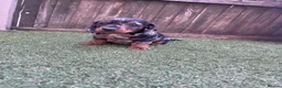 Dachshund dogs for sale: Dachshund miniature in Worksop - Advert 5