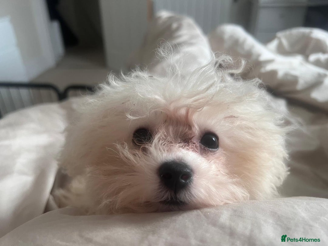 Bichon Frise dogs for sale: Bichon Frise Puppy Looking for a Loving Home - Image 6