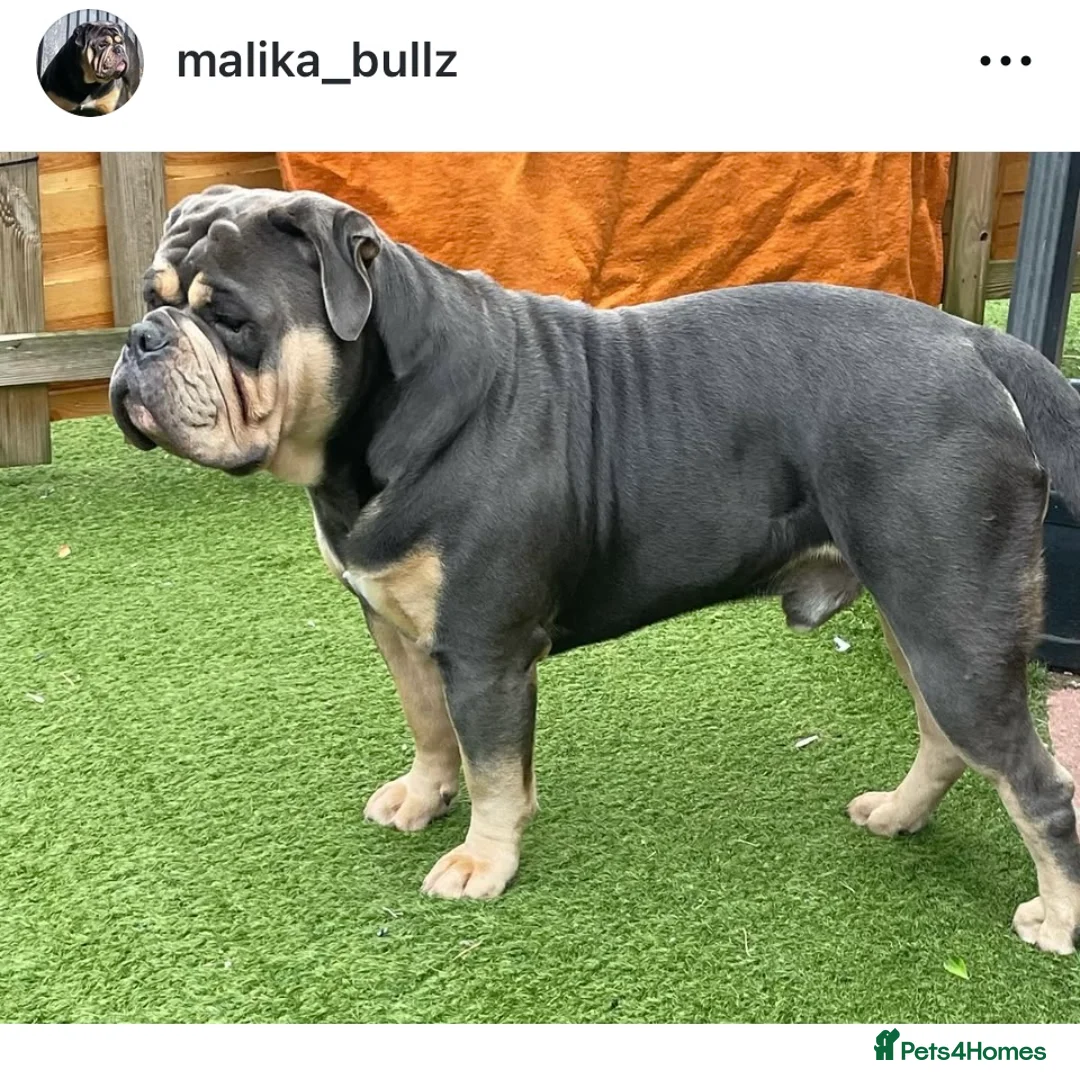 Olde English Bulldogge dogs for stud: Proven fluffy gene carrier health tested  - Advert 6