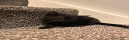 American Shorthair cats for sale: 4 Male American shorthairs - Advert 9
