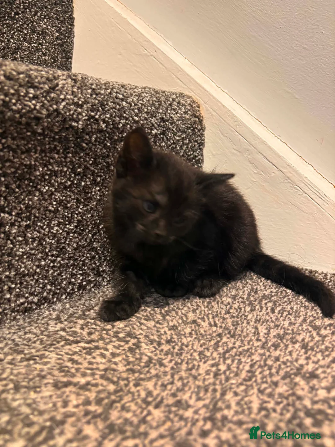 American Shorthair cats for sale: 4 Male American shorthairs - Advert 9