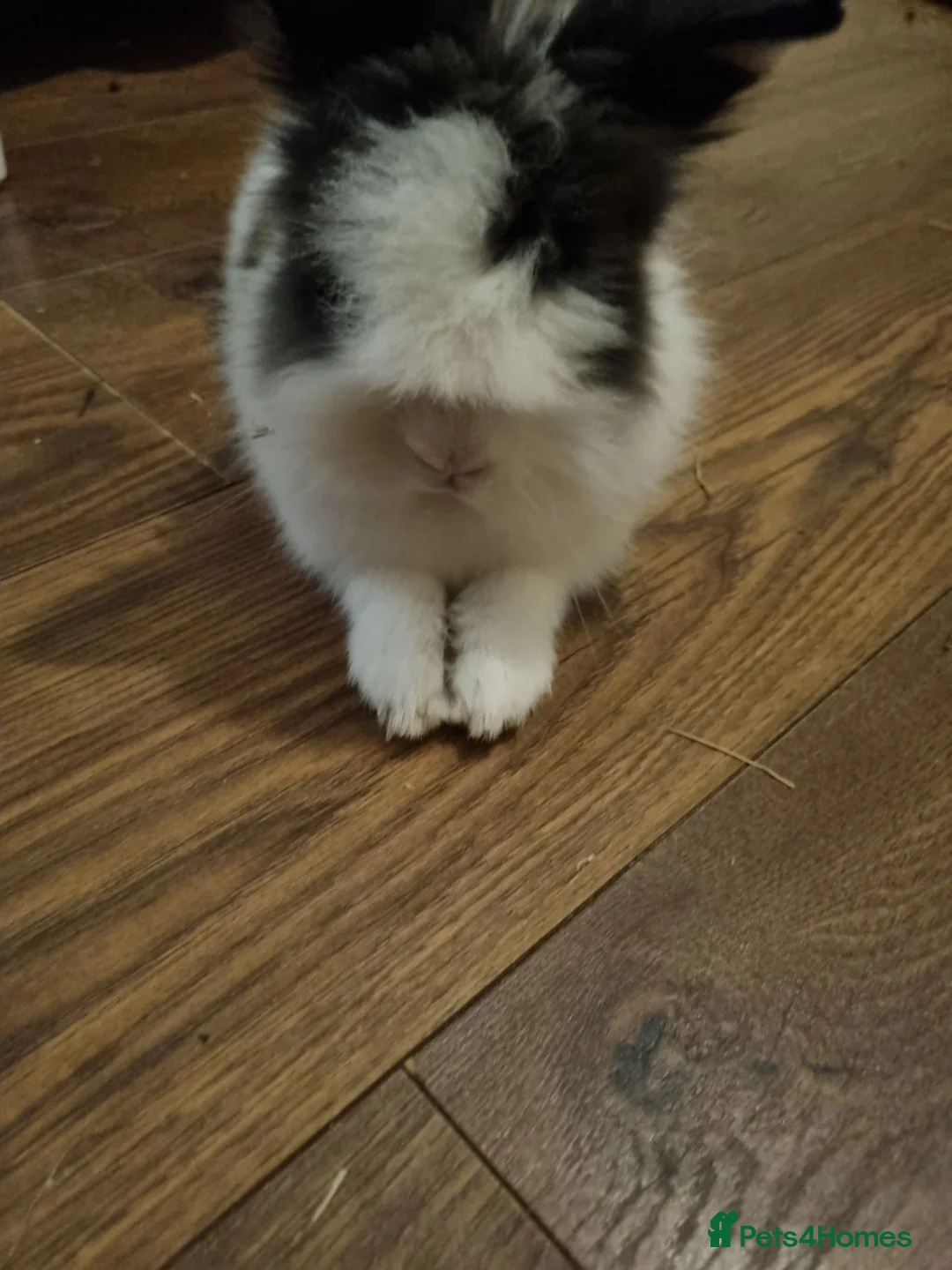 Lionhead rabbits for sale: Coco the rabbit in Thornton Heath - Advert 2