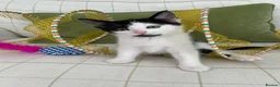 Mixed Breed cats for sale: Fabulous Kittens  in Clitheroe - Advert 4