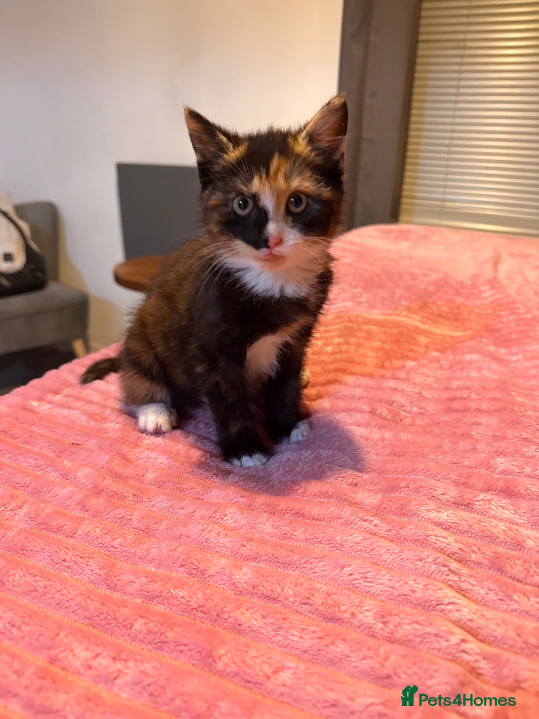 Mixed Breed cats for sale: Two female kittens for sale- black and calico  - Advert 18