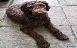 Labradoodle dogs for stud: PROVEN Healthy Labradoodle STUD - Hypoallergenic  - Image 16