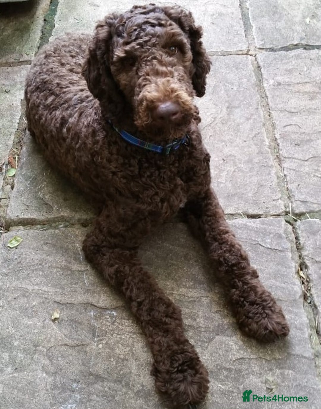 Labradoodle dogs for stud: PROVEN Healthy Labradoodle STUD - Hypoallergenic  - Image 16