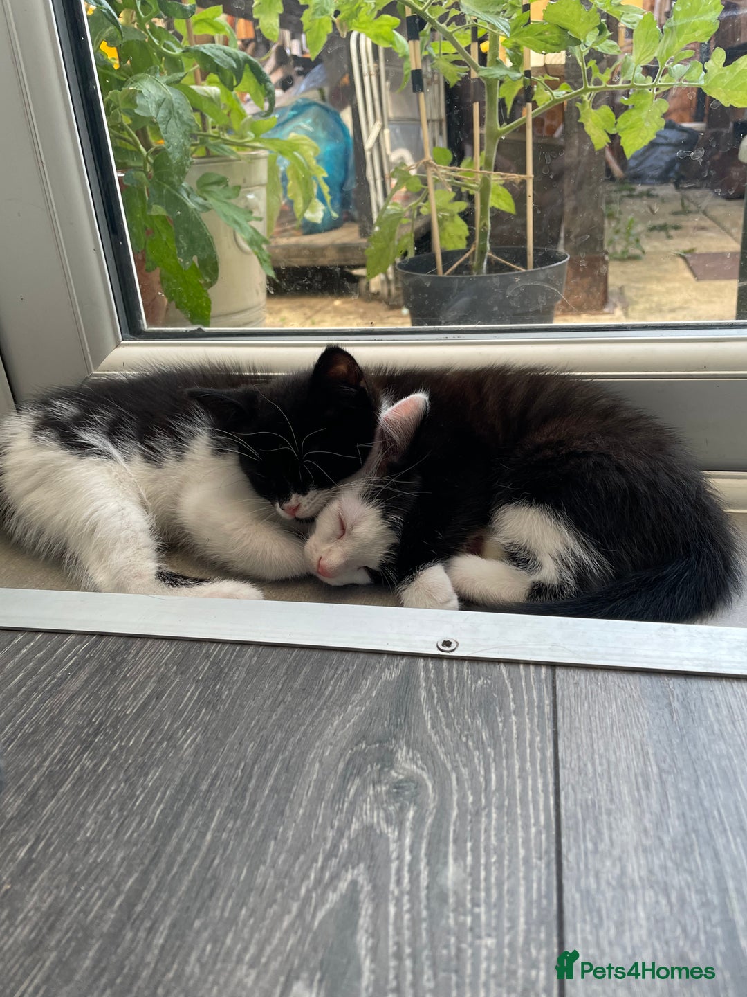 Domestic Shorthair cats for sale: kittens for sale (12 weeks old) - Image 13