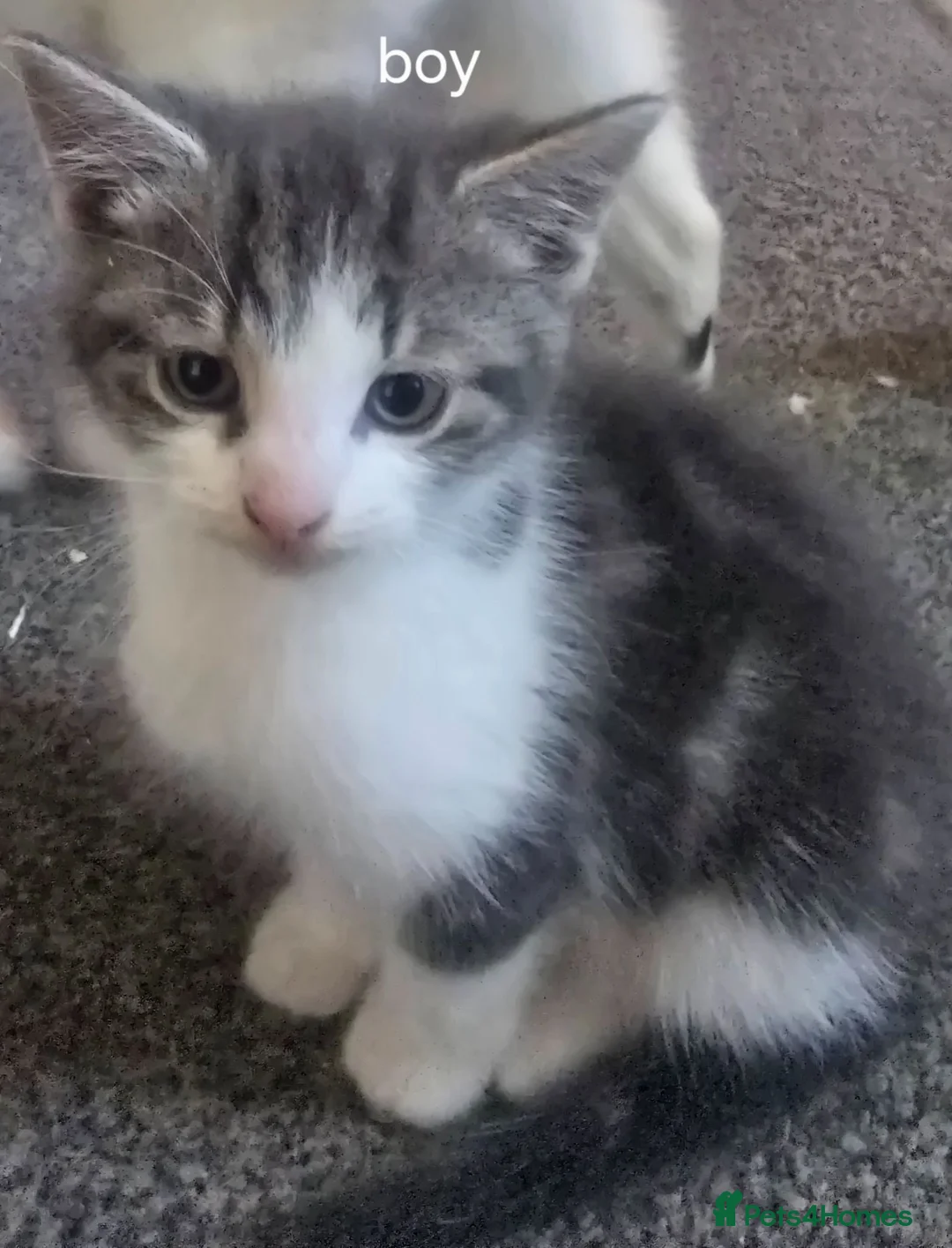 Mixed Breed cats for sale: Kittens  - Advert 2