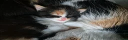 Mixed Breed cats for sale: 2 kittens for sale - Advert 7