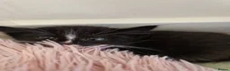 Mixed Breed cats for sale: Kittens looking for a home  - Advert 2